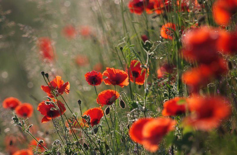 Их алость - как крик тишины.  Их трепет - как муки влюблённых. фото превью