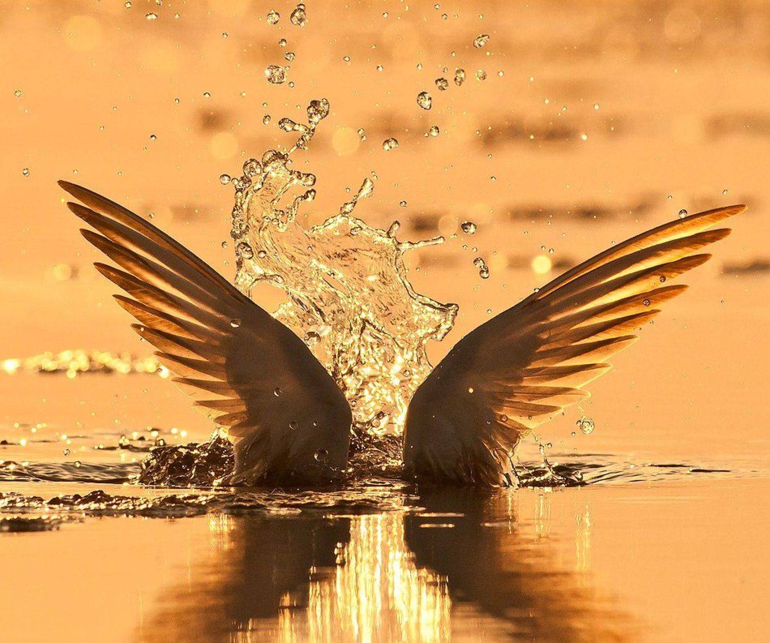 , Петьо Илиев