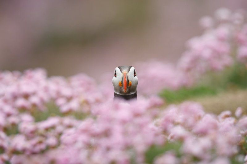 Puffin the flower