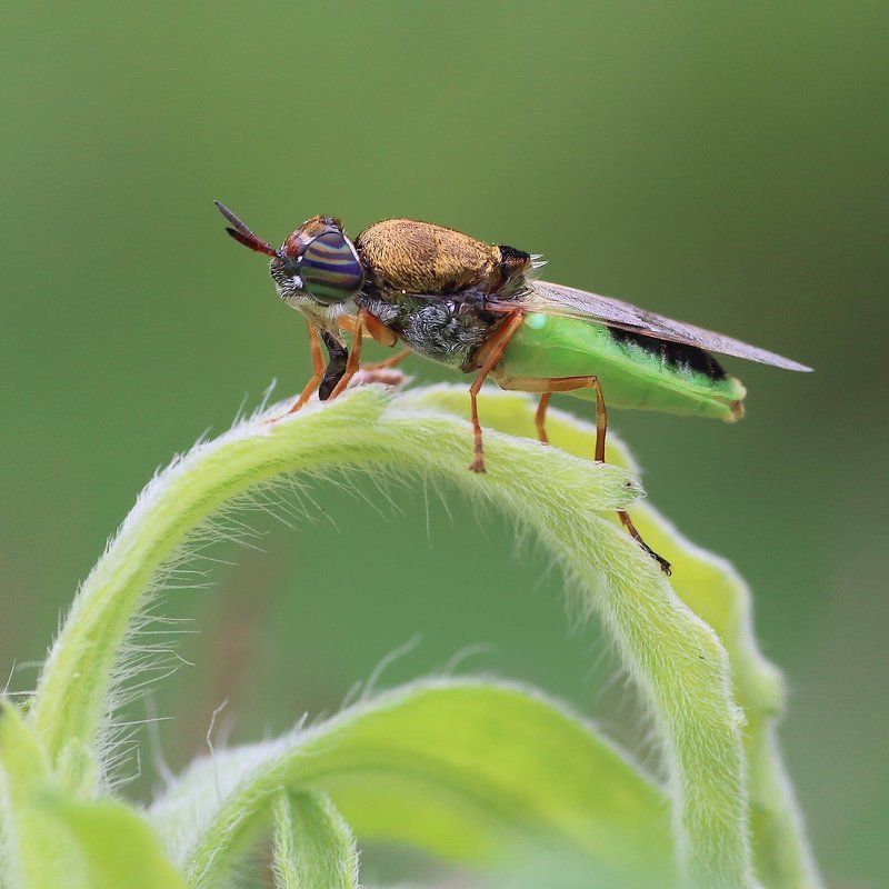*** фото превью