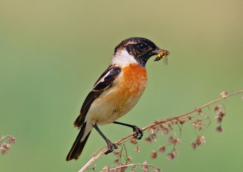 Saxicola rubicola, Птицы, Чекан *** фото превью
