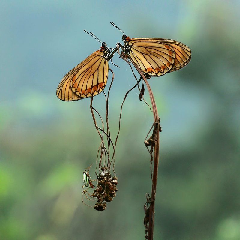 *** фото превью