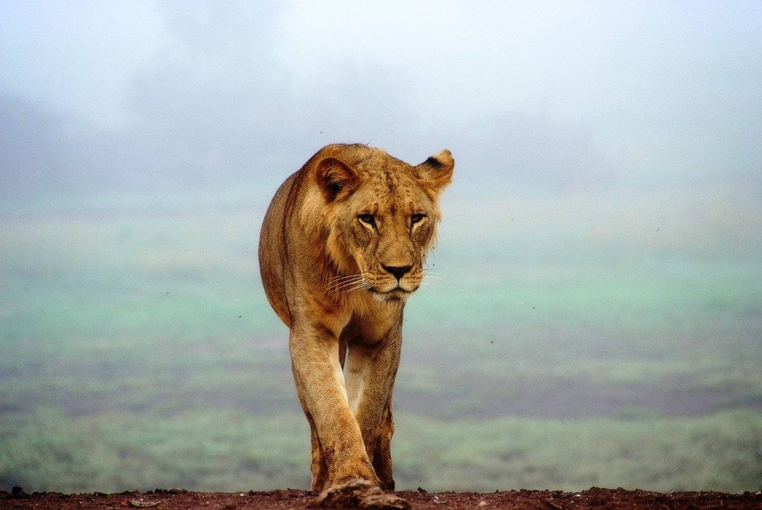 , Сергей Пестерев