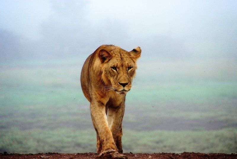 Взгляд фото превью