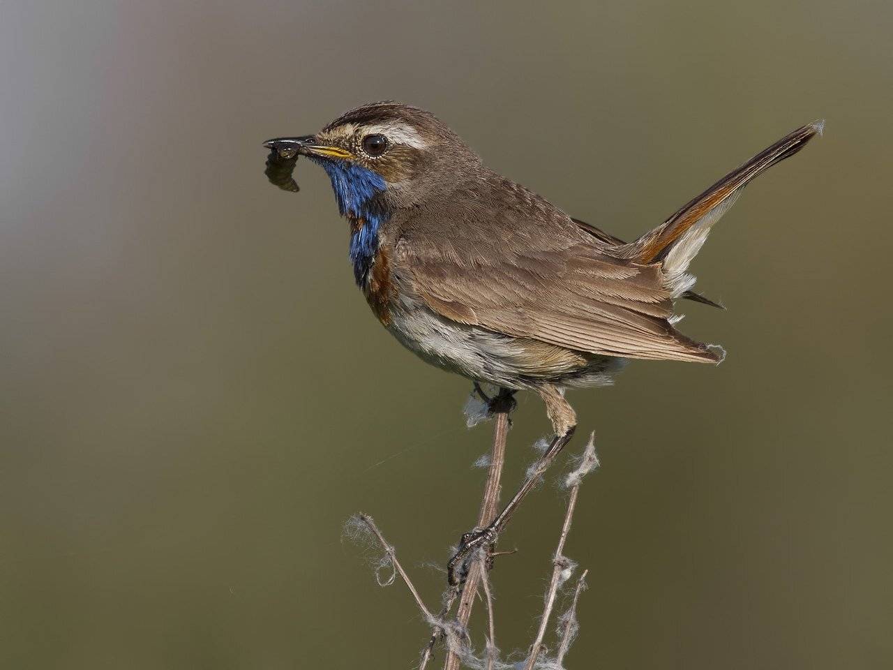 Варакушка, Ляпустин Юра