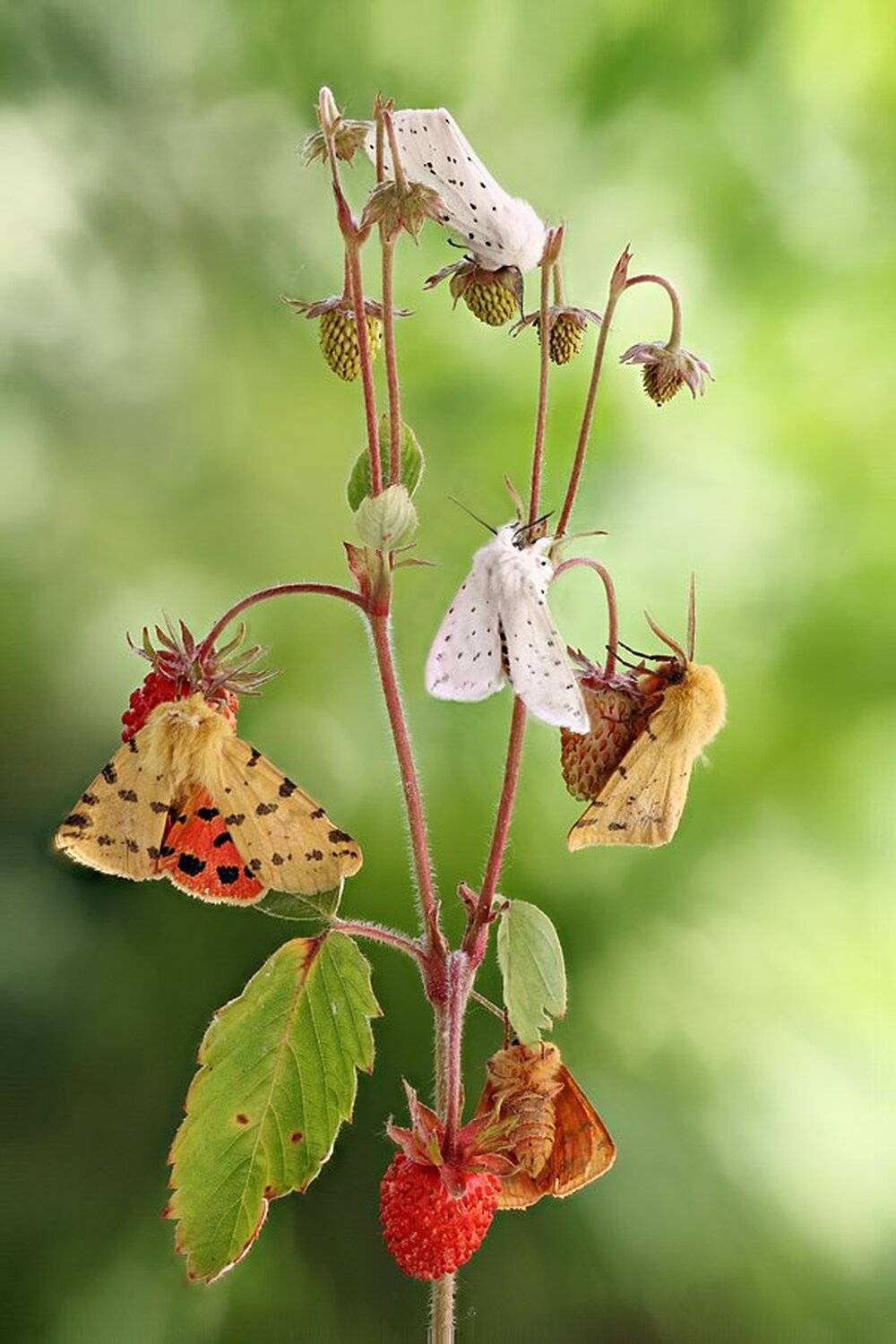 , Сергей Таланов