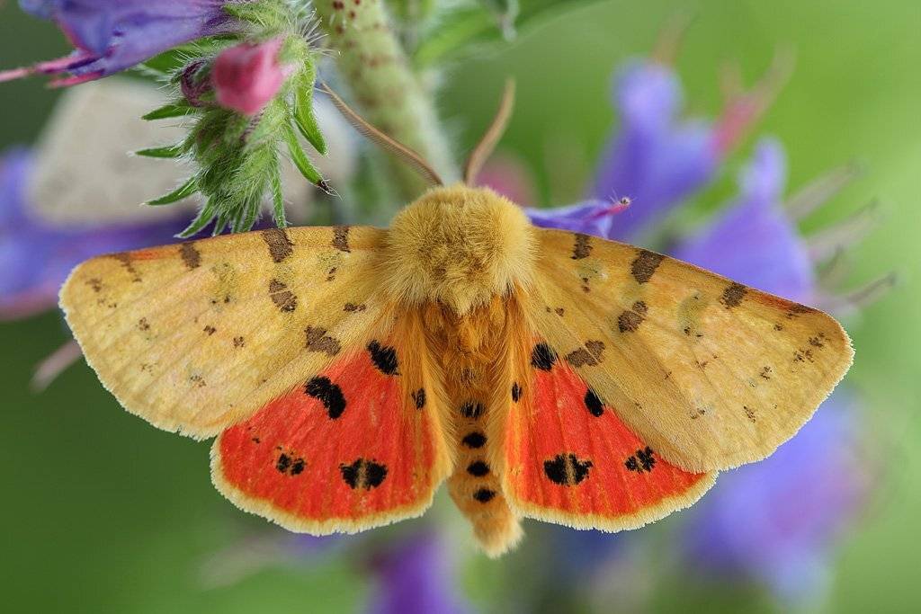 , Сергей Таланов