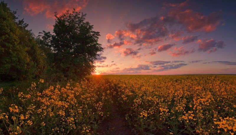 май, закат, поле, рапс, велосипед Майским вечером фото превью