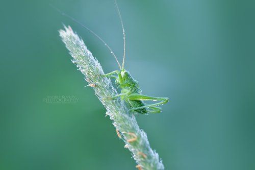 Grasshopper