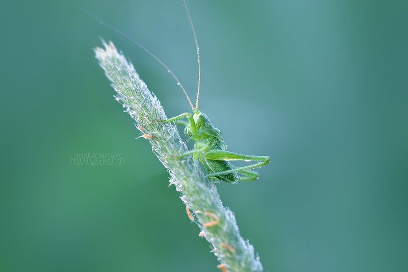 Grasshopper фото превью