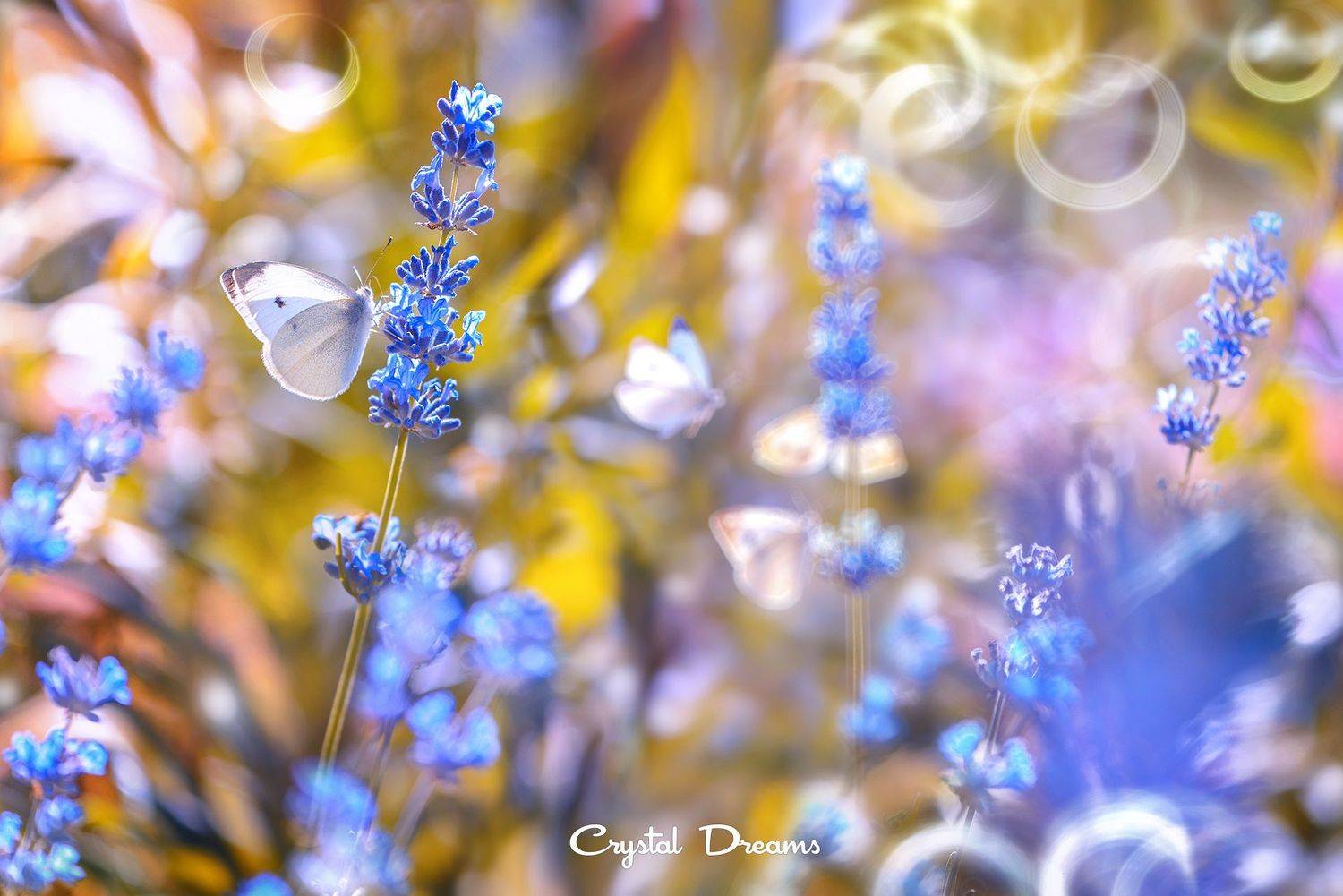 crystal dreams, macro, summer, color, art, nature, Татьяна Крылова