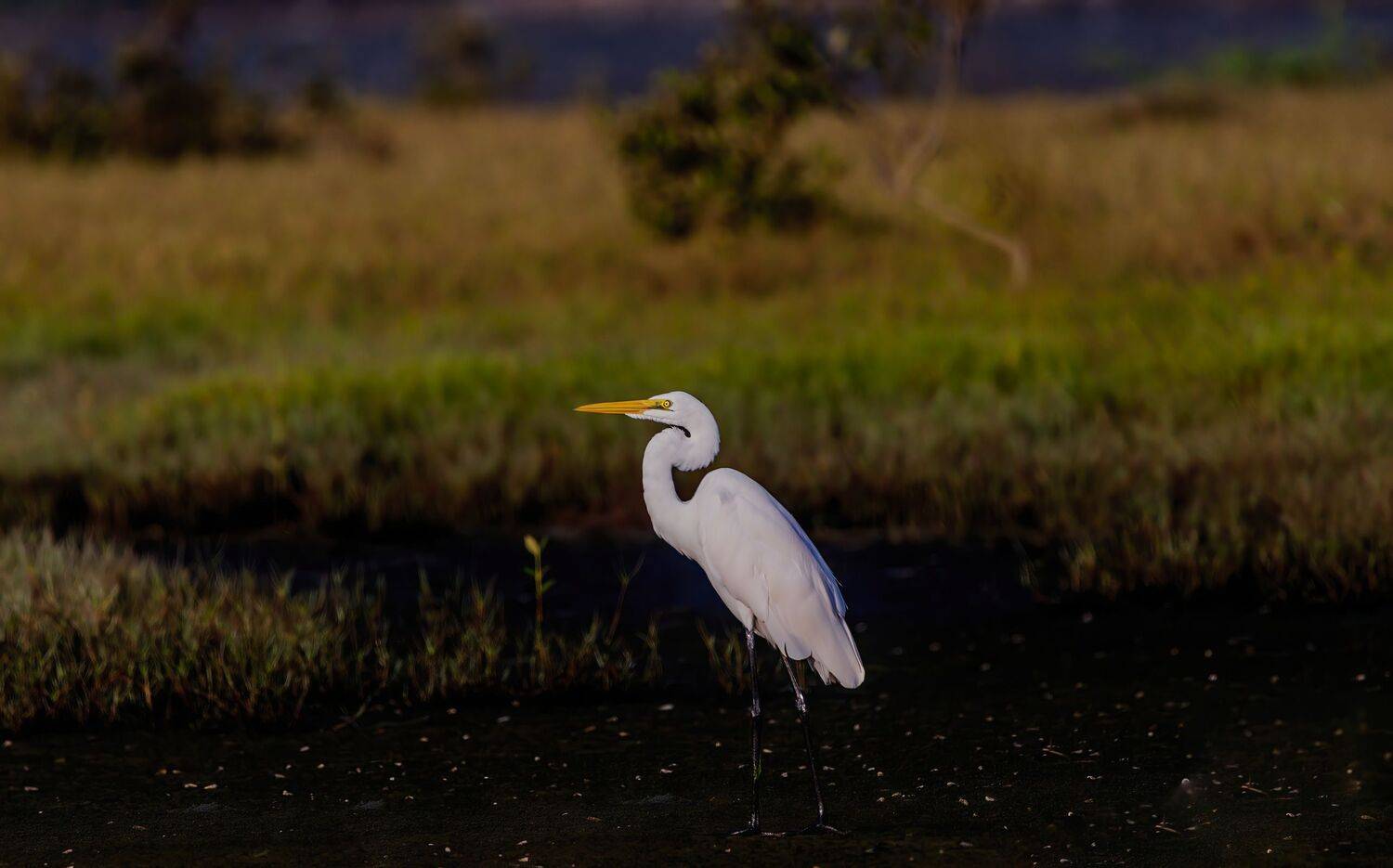 bird,birds,nikon,wild,water,shadows,lake,pond,flowers,swan,colors,nikon,beauty,nature,animals,eyes,egret,songbird,jungle,white, G N RAJA