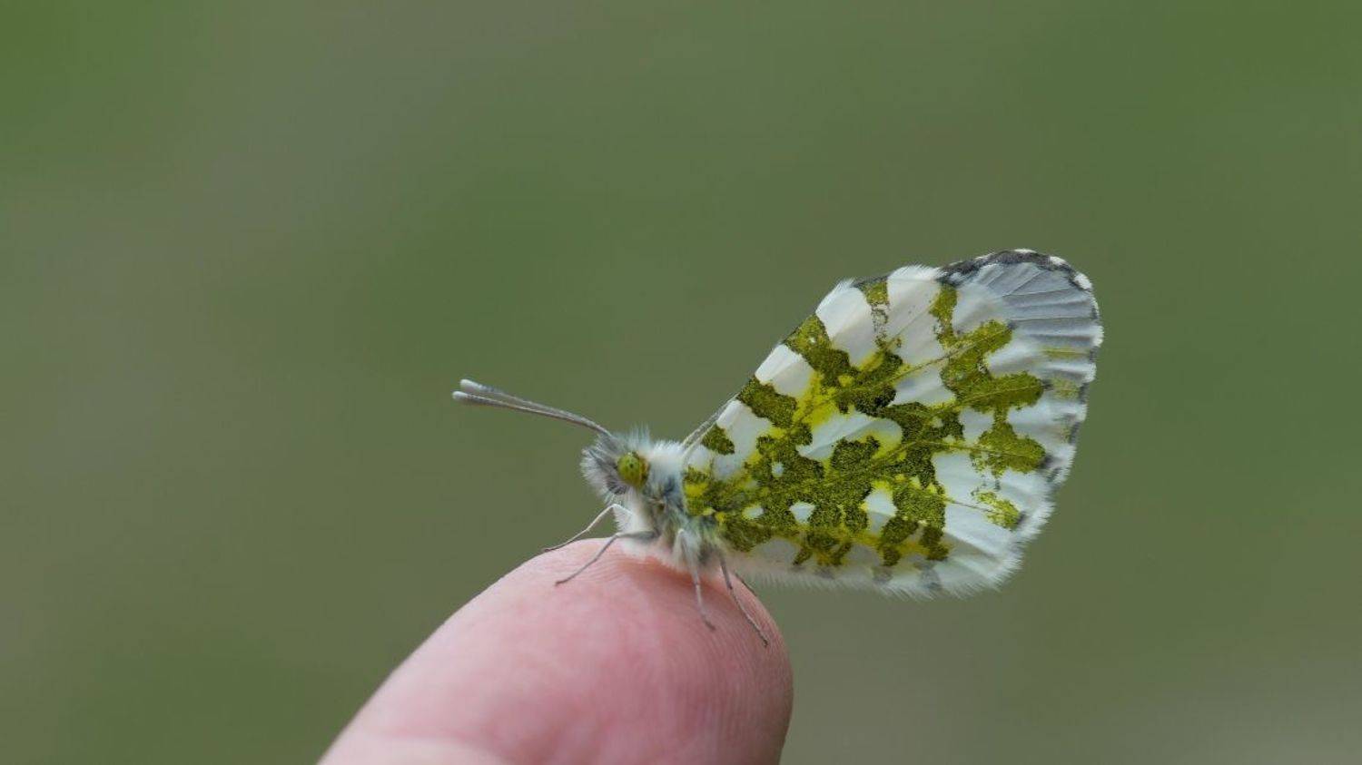 Orange-tip,butterfly, irfan