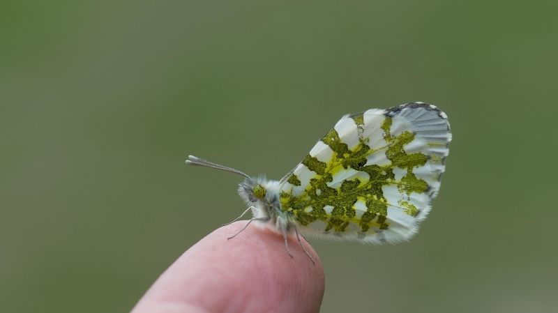 Orange-tip,butterfly Orange-tip фото превью