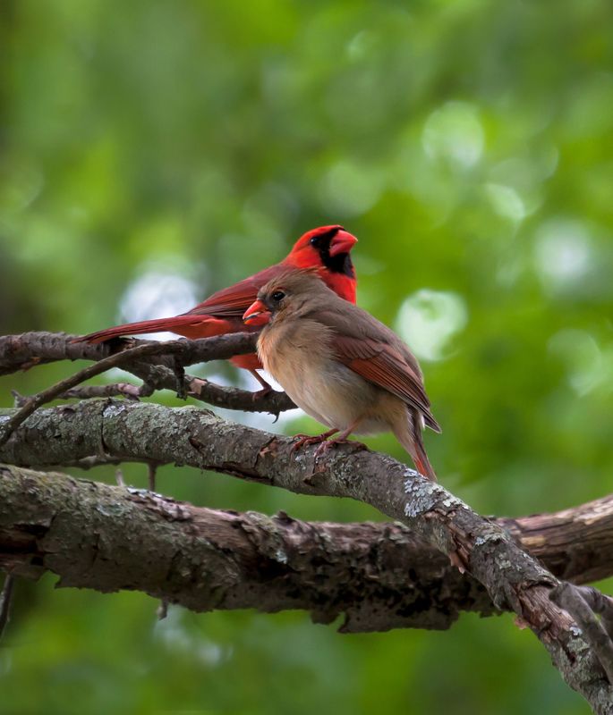животные,птицы, виргинский кардинал,фото охота, самец, самочка,northern cardinal (female), На старом дубе... фото превью