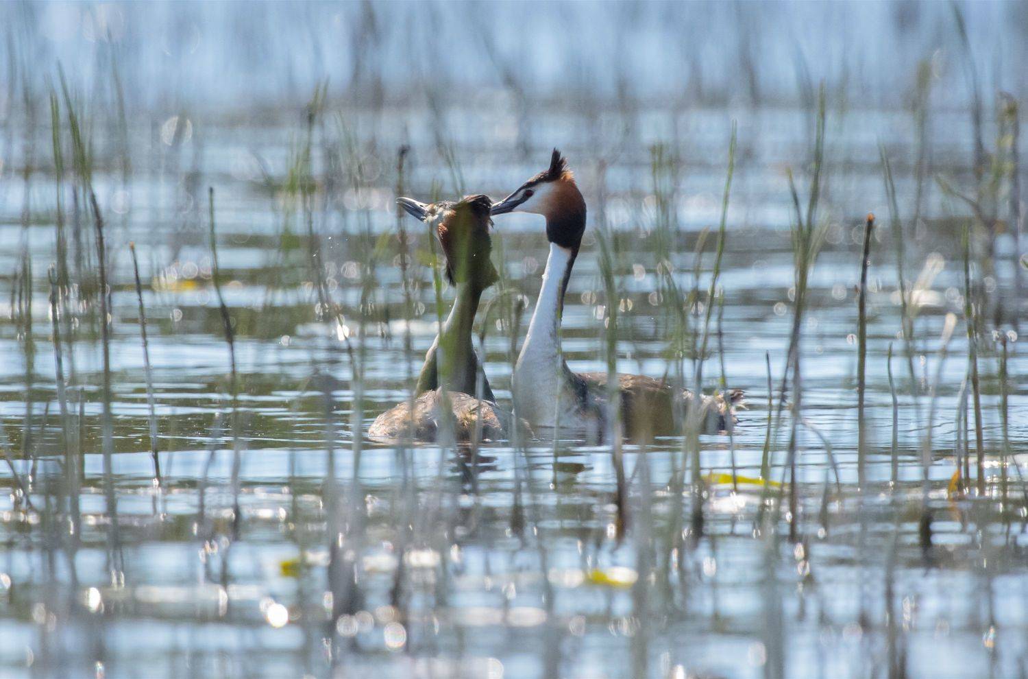чомга, птица, озеро, вода, солнце, пара, Светлана Холодняк