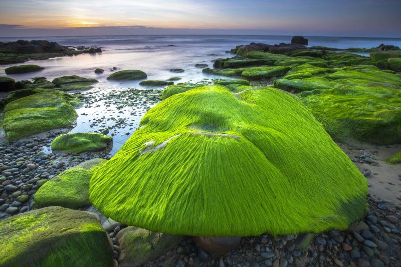 Sea moss season фото превью