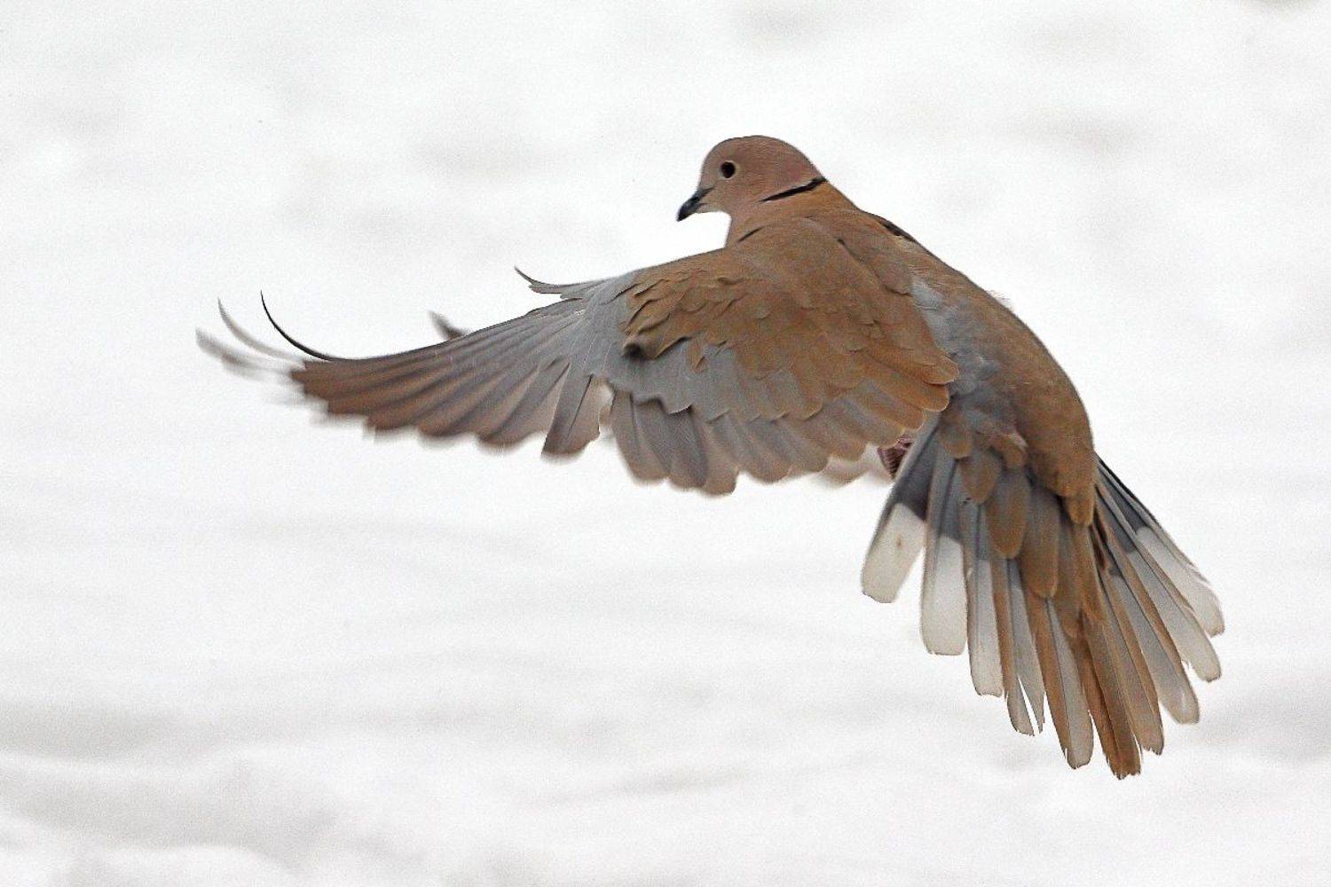 streptopelia decaocto, Славов Георги