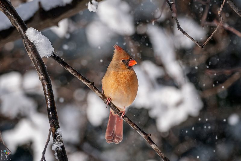 Female Northern Cardinal фото превью