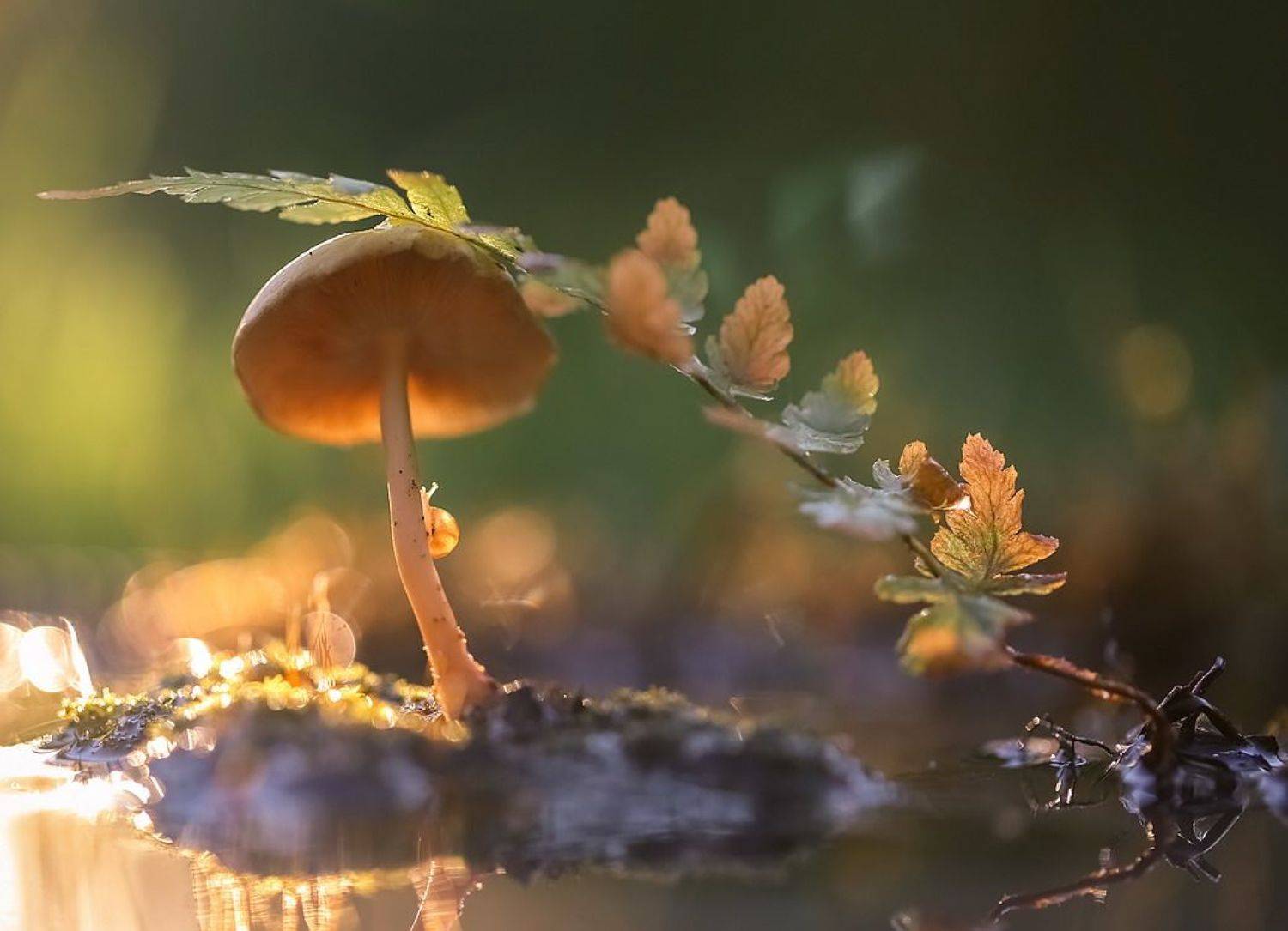 , Вячеслав Мищенко