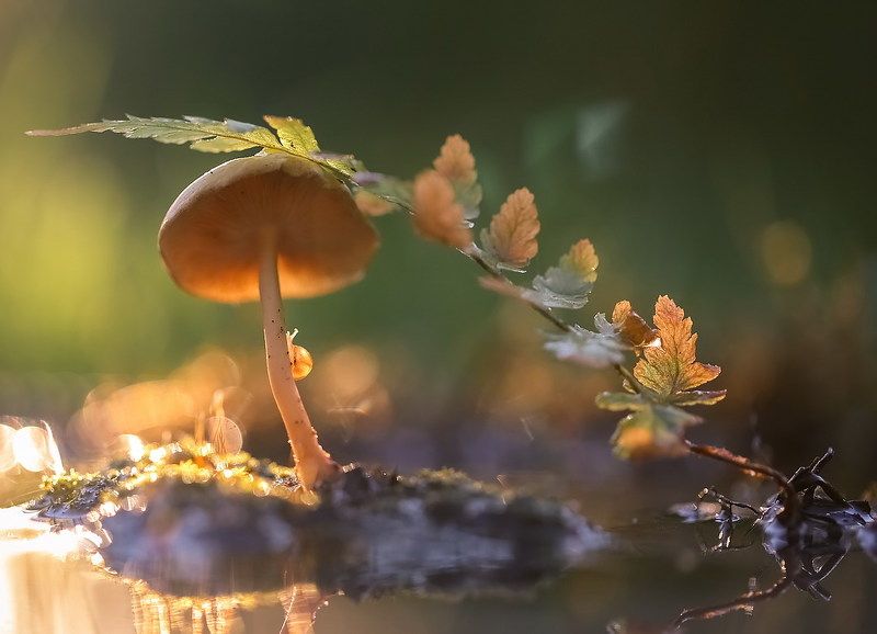 Лесные истории фото превью