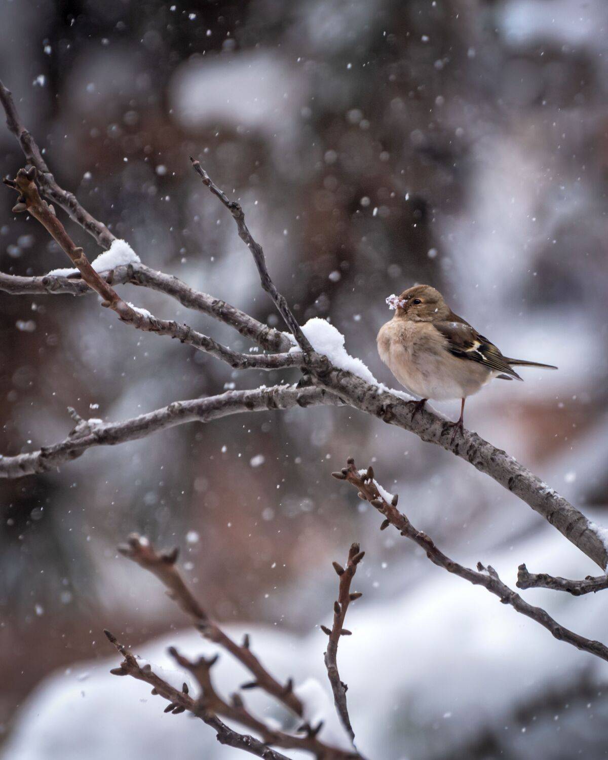зяблик, зима, Алексей Рыльский