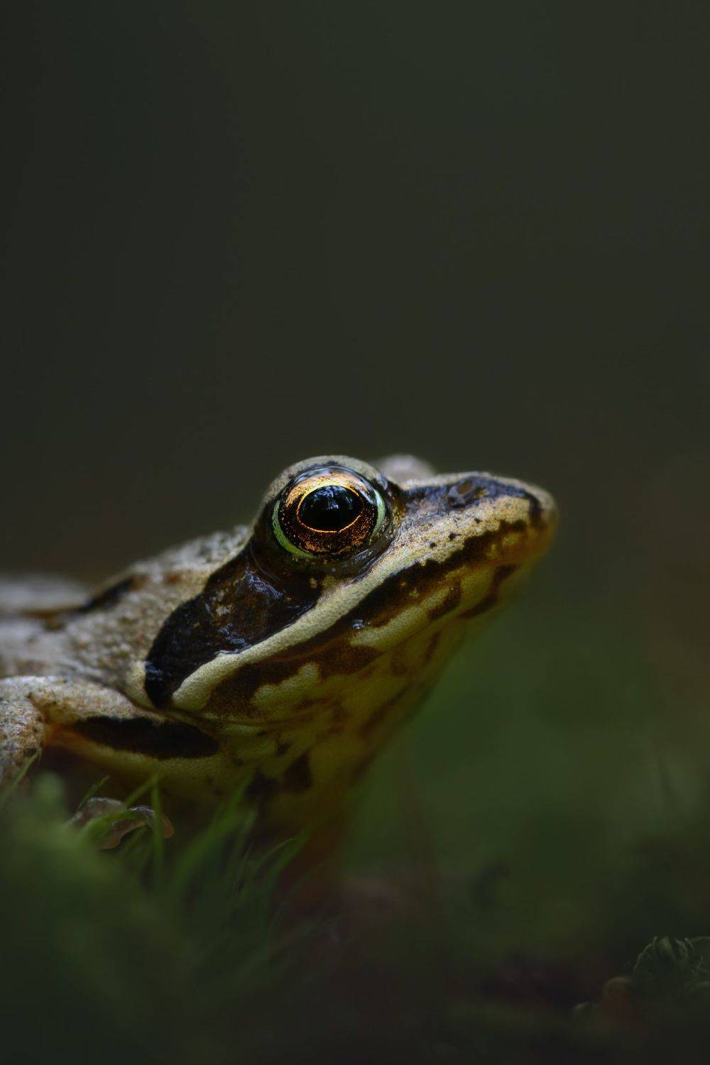 , Татьяна Винничук