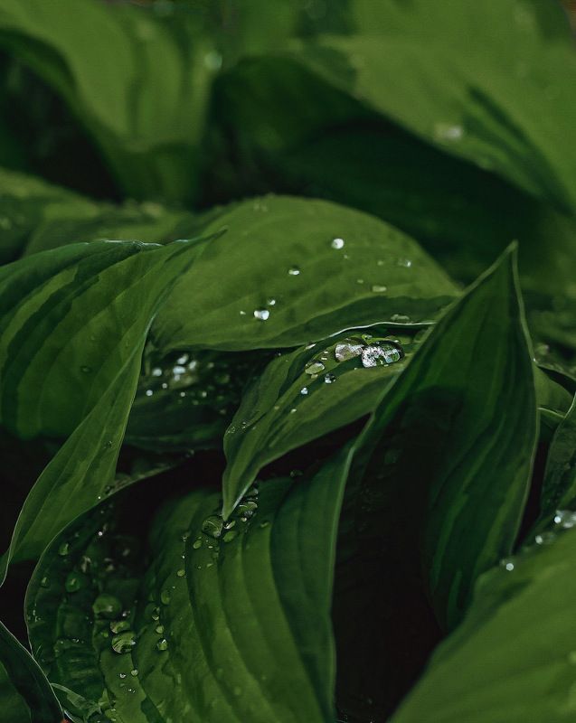 фотографалинция the green velvet фото превью