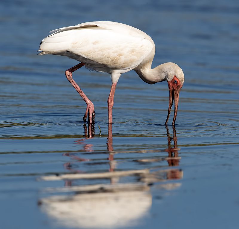 ибис, white ibis, ibis, florida, флорида White Ibis - Белый Ибис фото превью
