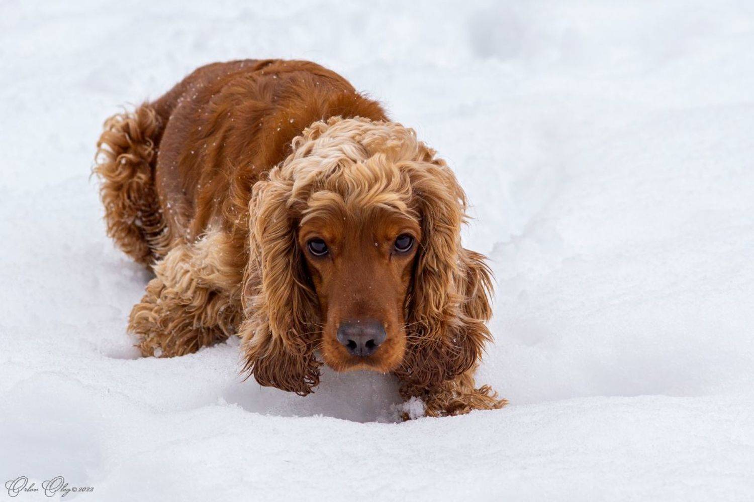 , Орлов Олег