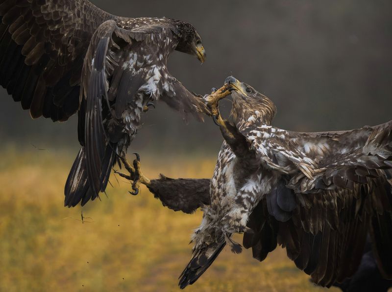 bird, birds, birdsofpray, raptors, white-tailed eagles, forest, dusk, action, nature, wildlife, animals Fight фото превью