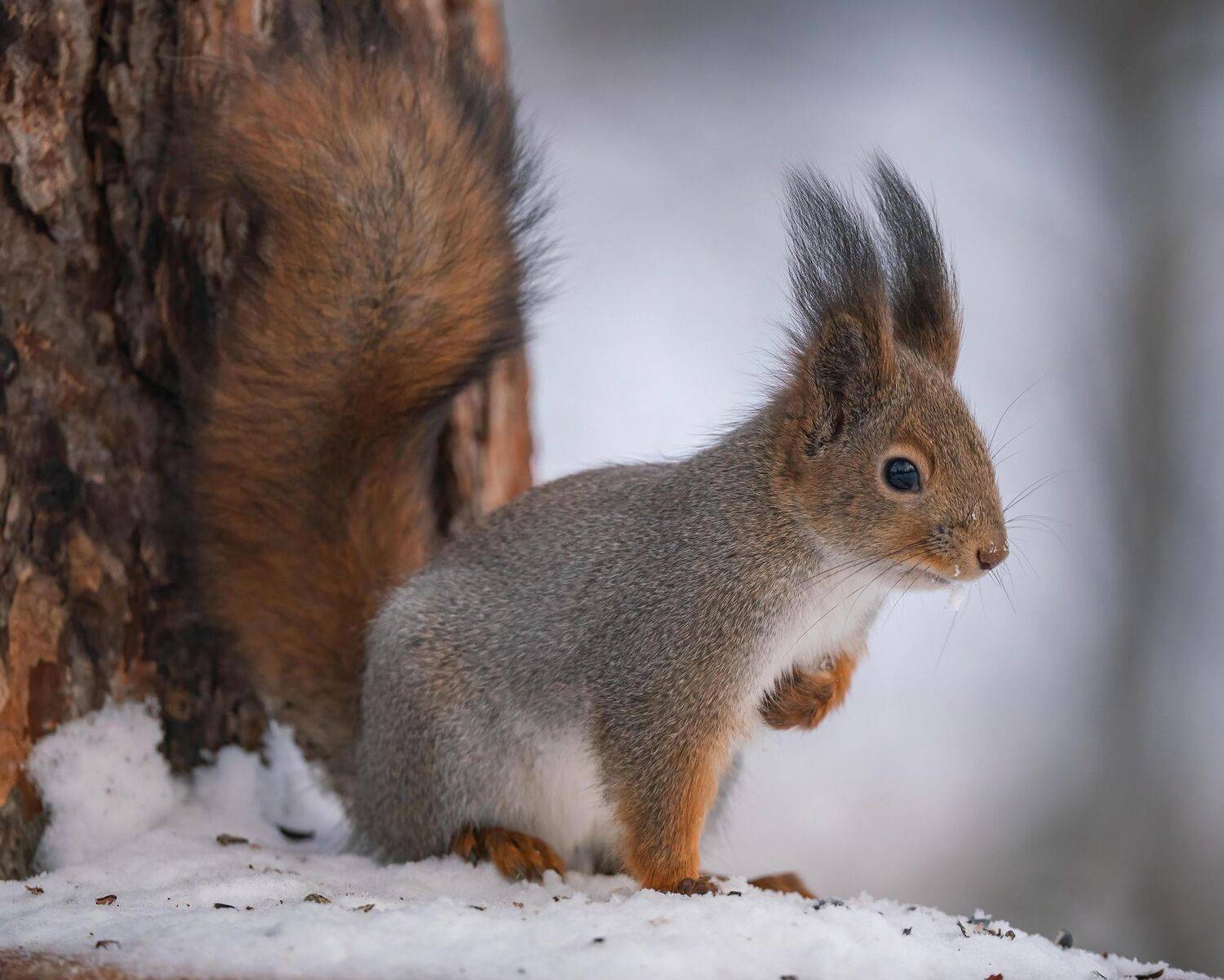 , Константин Дэм