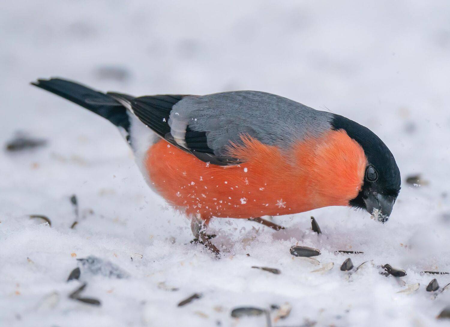 , Константин Дэм