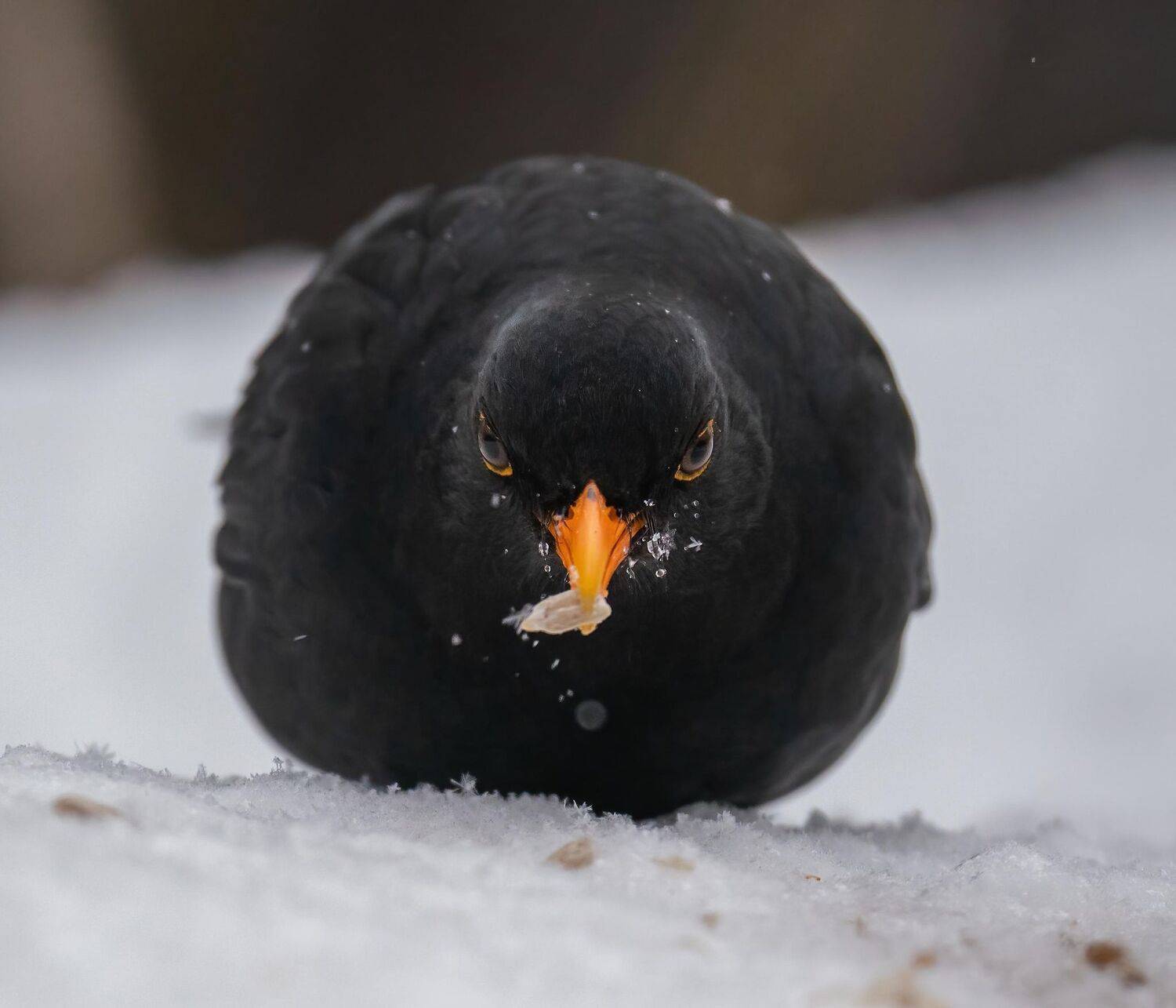 , Константин Дэм