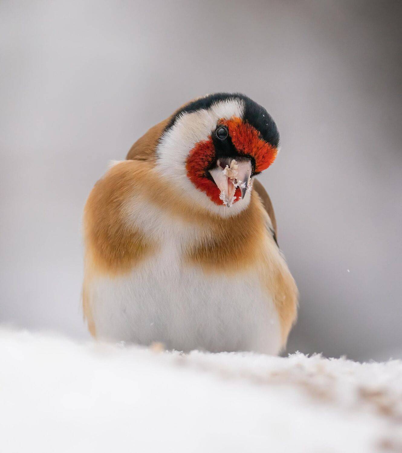 , Константин Дэм