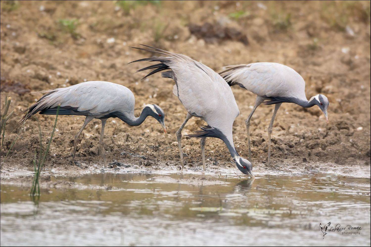 Красавка журавль Калмыкия Лобанов Пересвет , Лобанов Роман