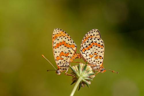 Spotted Fritillary
