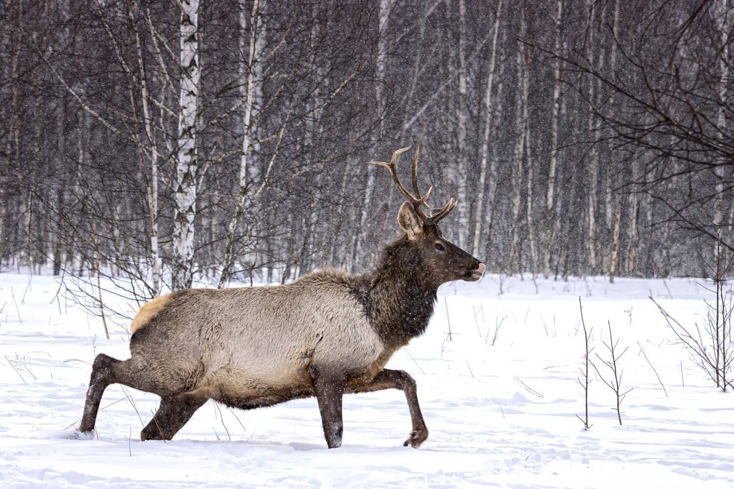 олень, удачная фотоохота., Анатолий Салтыков