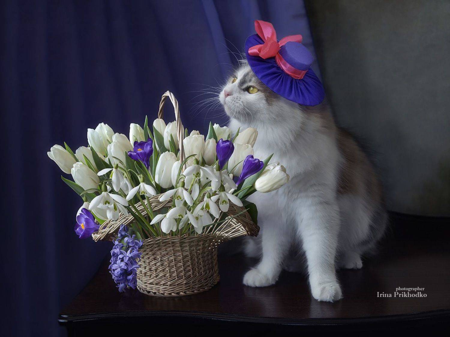 валентинка, постановочное фото, домашние животные, котомодель, корзина, весенние цветы, котики, Приходько Ирина