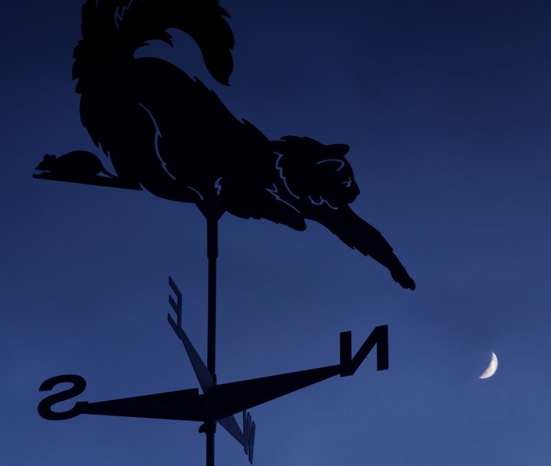 небесный кот фото превью