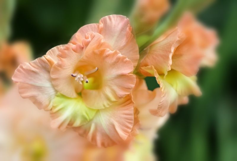 pink, gladiolus,  blurred background, flower, flora pink gladiolus on a blurred background фото превью