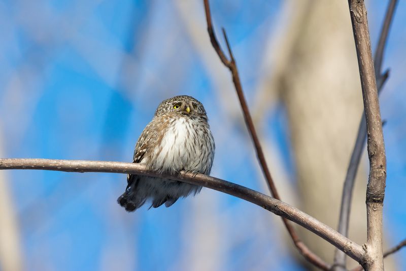 сыч, сычик, воробьиный сыч, птицы, новосибирск Воробьиный сычик фото превью