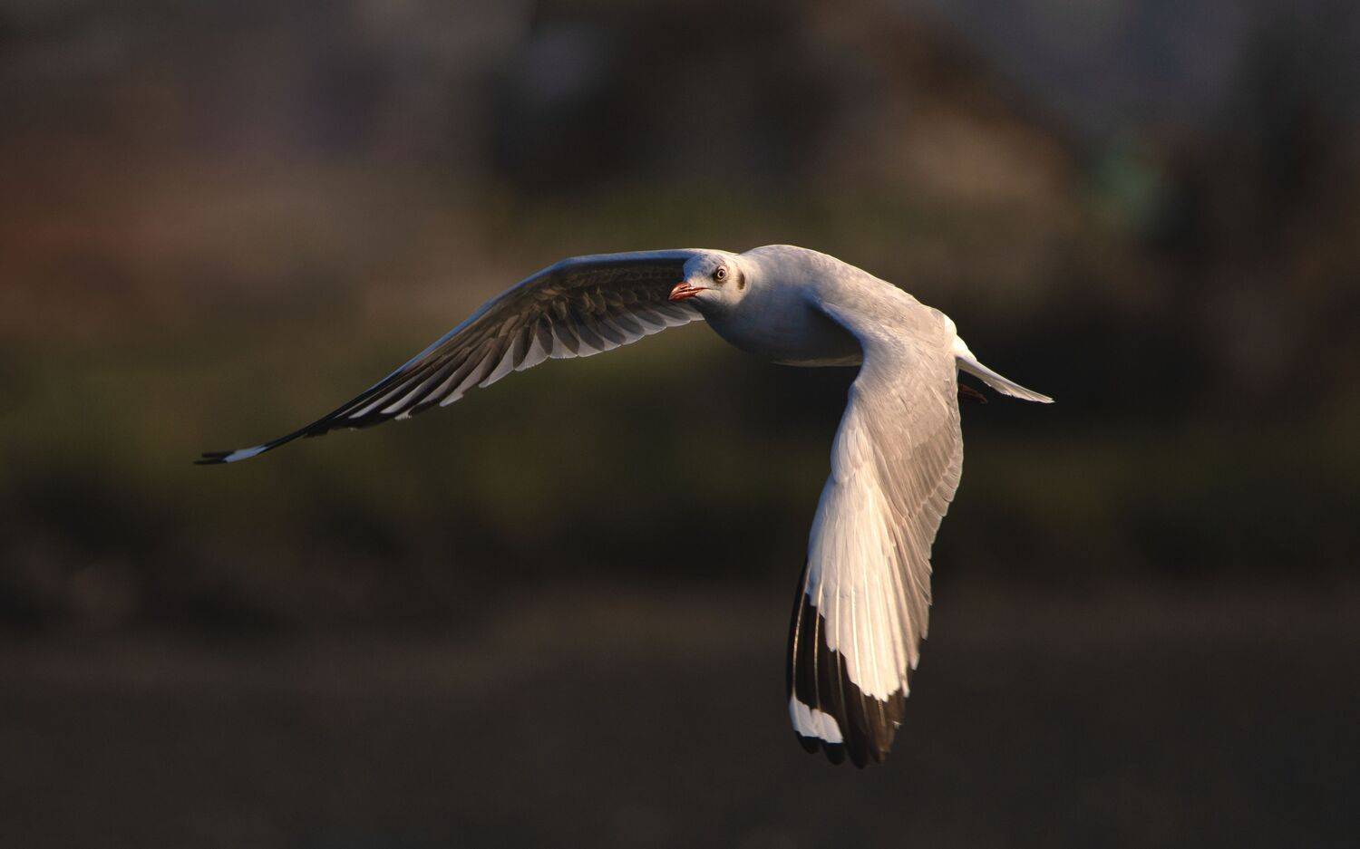 duck, bird, birds, wild, wings, beauty, nature, swan, feather, spread, little seagull,animal,animals,nikon,feather,fly,tern, G N RAJA