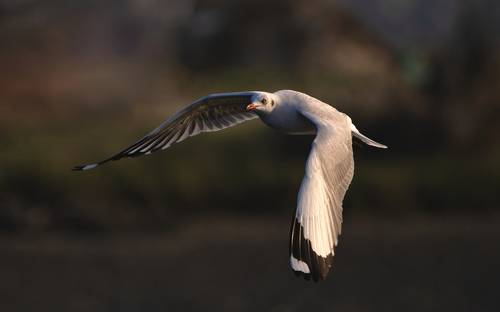 In Flight
