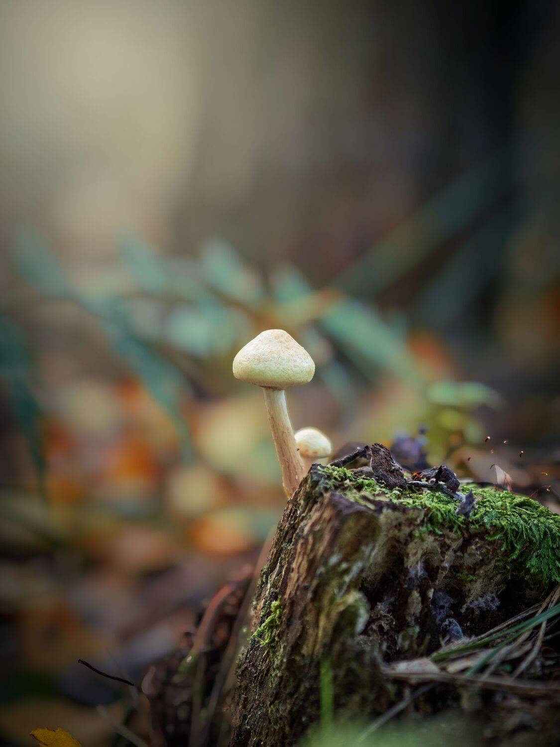 гриб, пень, лес, осень, Сергей Калёв