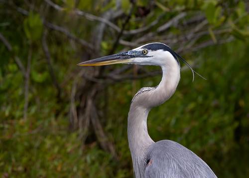 Great Blue Heron - Большая голубая цапля