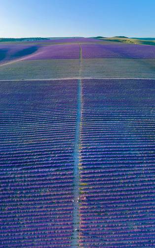 Крымский прованс