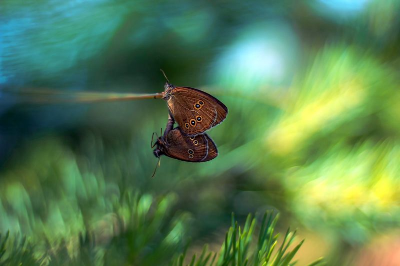 * * *  фото превью