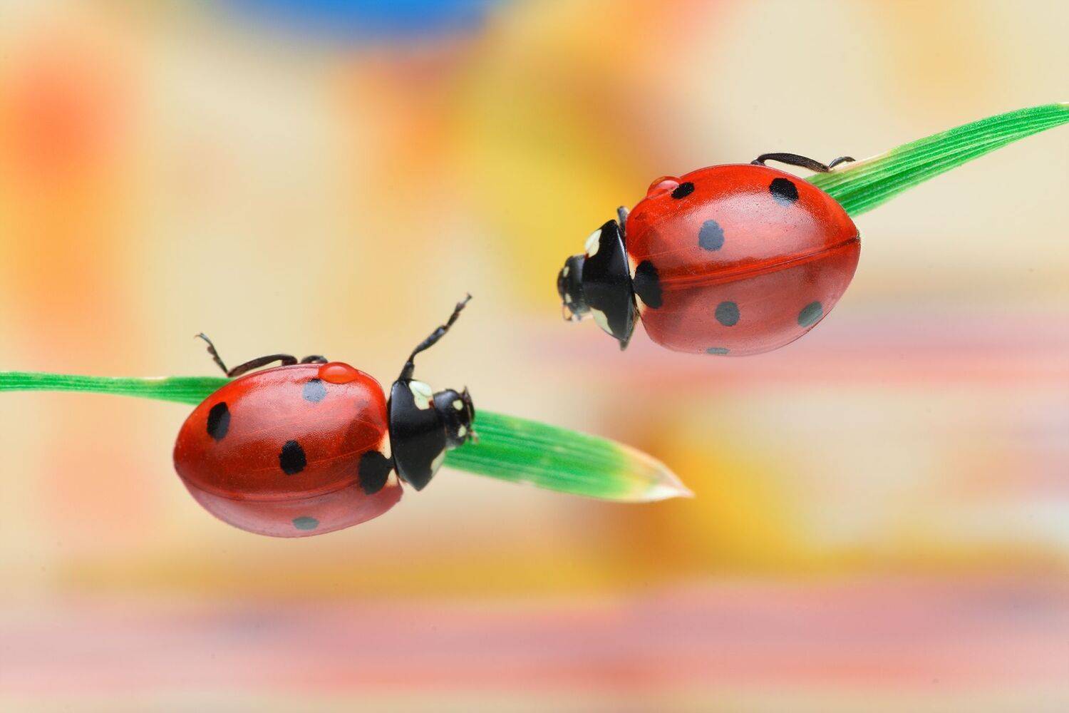 ceclii, macro, Tsvetan Ganev