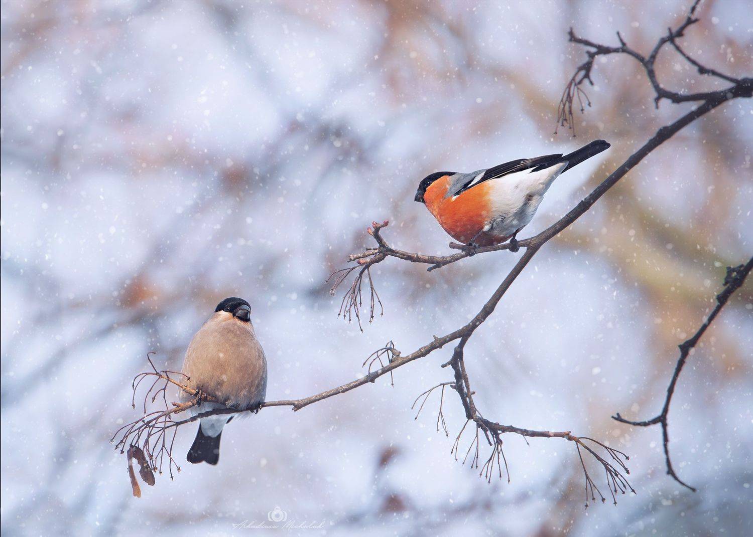 , Arkadiusz Michalak